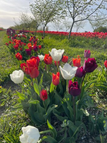 Red white & bloom mix