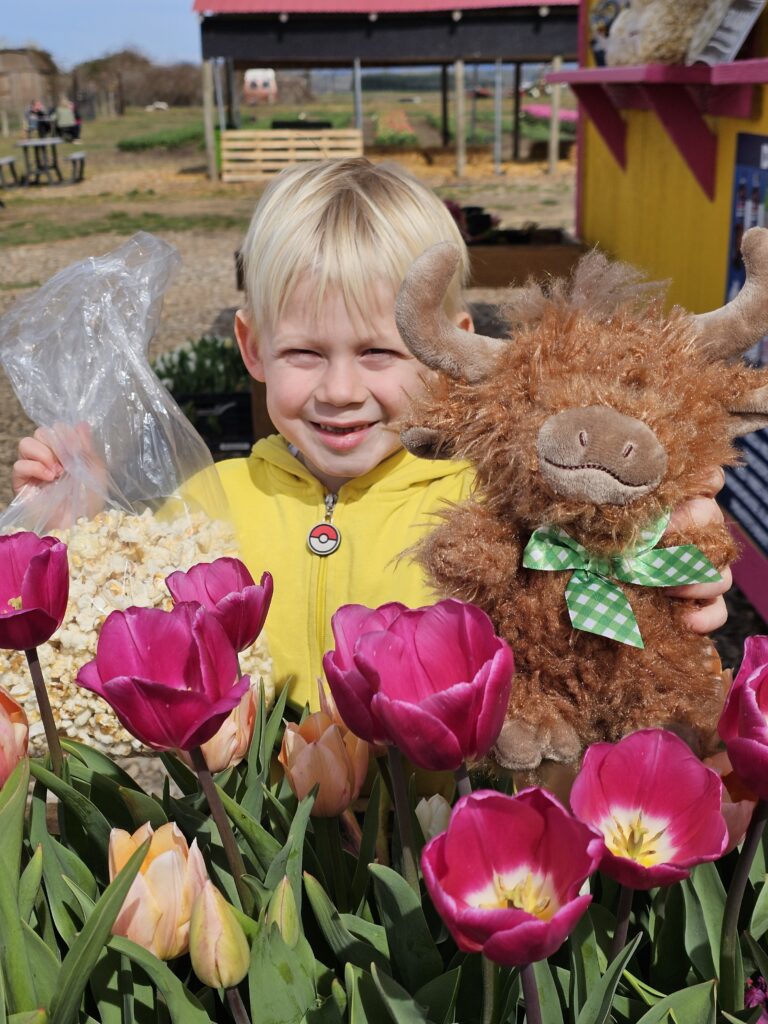 Happy kid at tulip farm with stuffed highland cow and treat