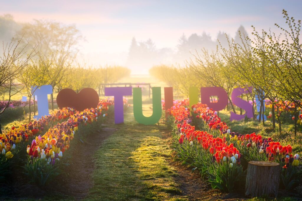 I heart tulips sign in tulip field media