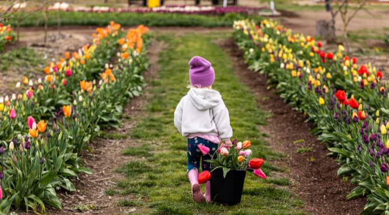 Kid with u-pick tulips walking through rows