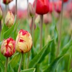 Yellow and red mosaic tulip in row of red tulips