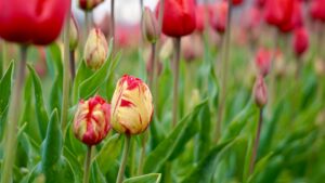 Yellow and red mosaic tulip in row of red tulips