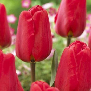 Apeldoorn red tulip