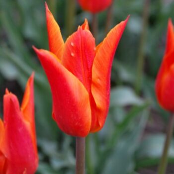 Ballerina tulip bulb