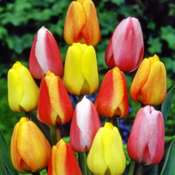Darwin Hybrid Mix tulip bulbs