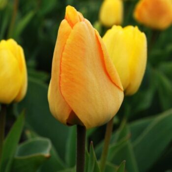 Daydream tulip bulb