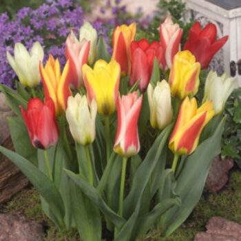 Mixed tulip bulbs
