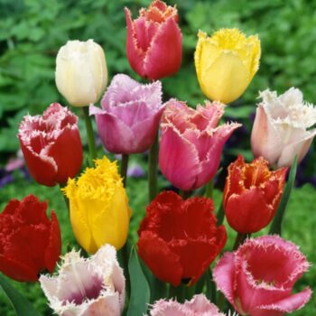 Fringed tulip mix