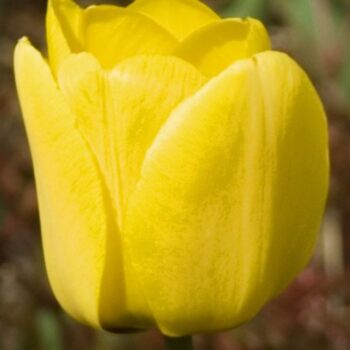 Golden Apeldoorn yellow tulips