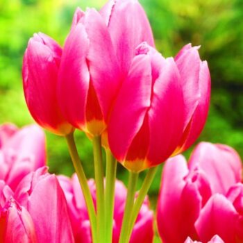 Happy Family pink tulip