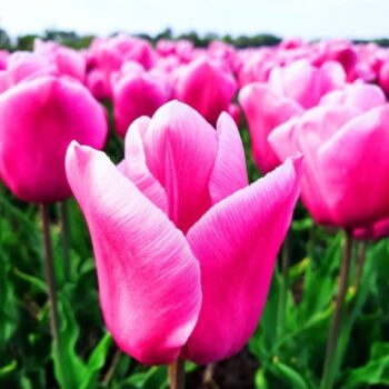 Holland Beauty pink tulip