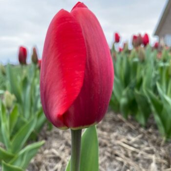 Lefeber's Memory red tulip