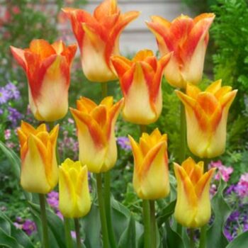Moonblush yellow orange red tulip