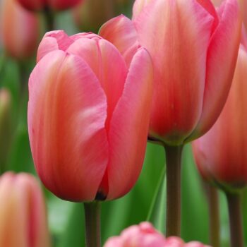 Niigata pink tulip