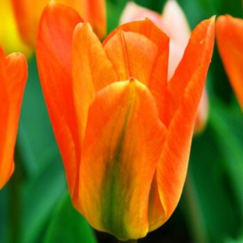 Orange Emperor tulip