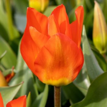 Orange Glow tulip
