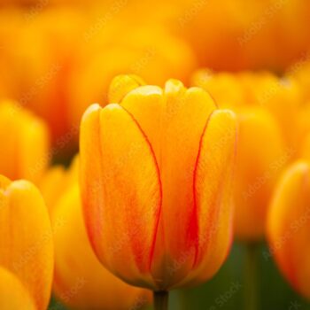 Orange Lion tulip