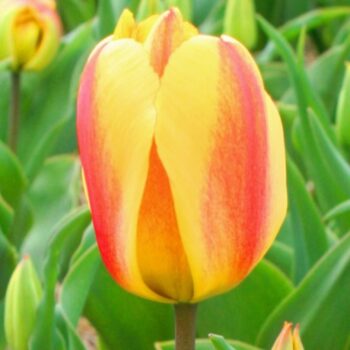 Oxford Wonder tulip