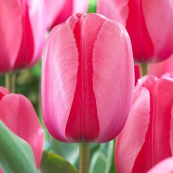 Pink Impression tulip
