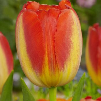 Prins Claus tulip