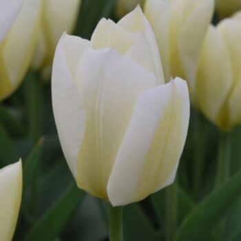 Purissima cream white tulip