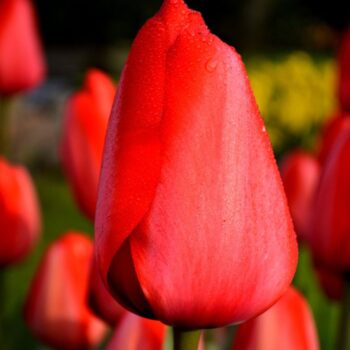 Red Impression tulip