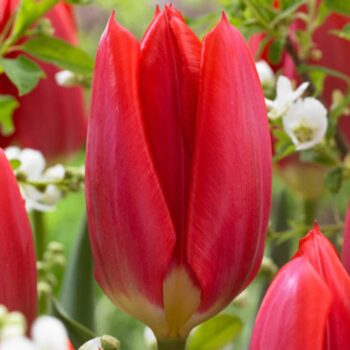 Red Purissima tulip