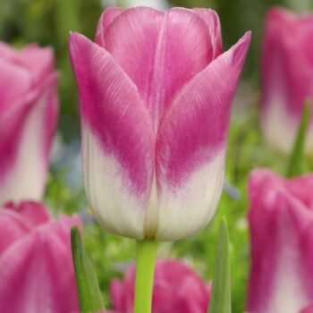 Royal Ten tulip pink white