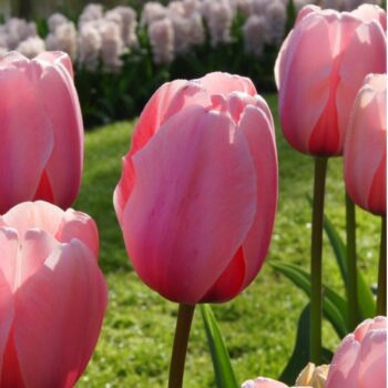 Salmon Impression pink tulip