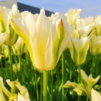 Spring Green tulip