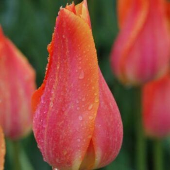 Temple of Beauty tulip