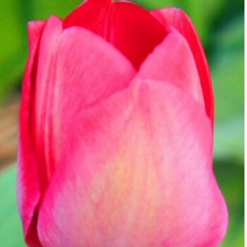 Van Eijk pink tulip