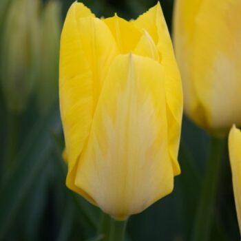 Yellow Purissima tulip