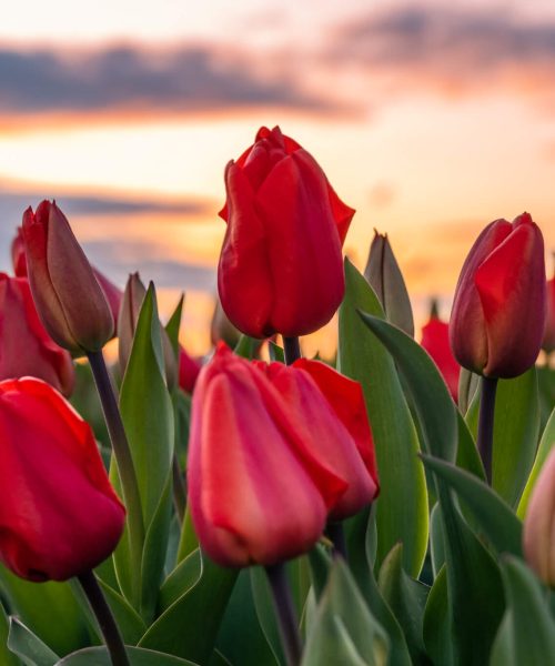 Red Tulips at sunrise