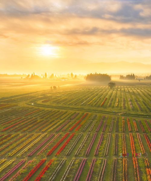 Sunrise at the tulip field at Tulip Valley Farms near the Cascade Mountains half way between Seattle and Vancounver, British Columbia