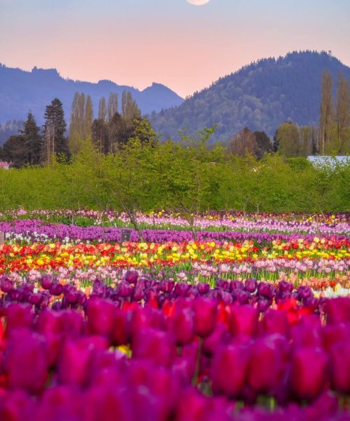 Tulip Valley Farms with mountains and moon